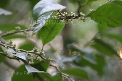 Aporosa octandra